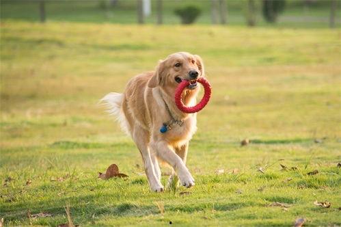 狗狗爆料视频  第3张